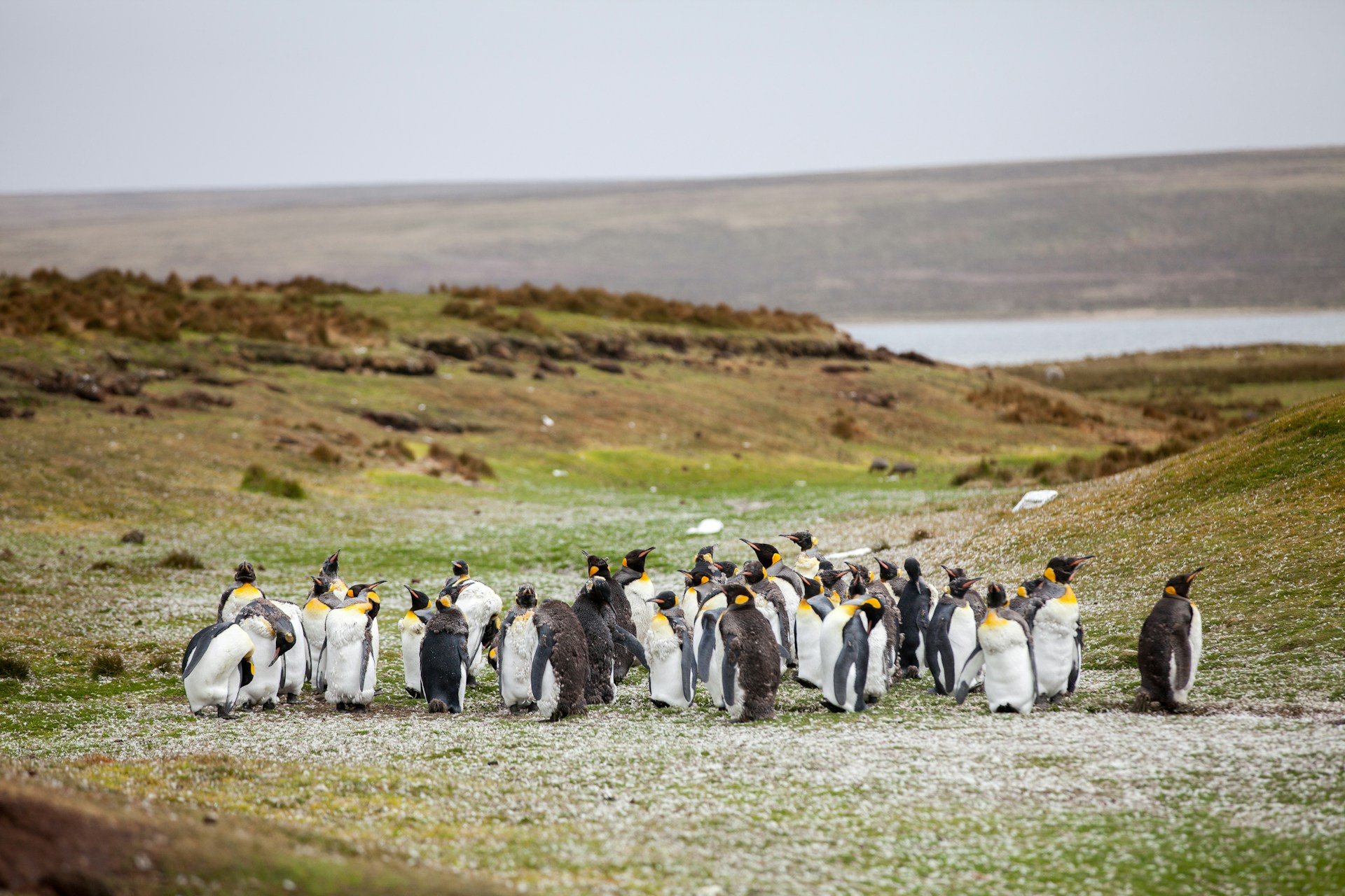Milei verschärft Falkland-Kurs mit Ölsanktionen und Ausbau der Verteidigung